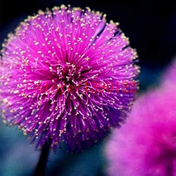 Purple Mimosa Flower Seeds for Planting - 100 pcs