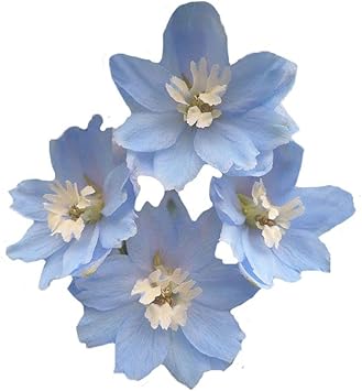 Heirloom Non-GMO Sky Blue Dendrobium Flower Seeds for Elegant Garden Displays and Indoor Planting for planting in home garden