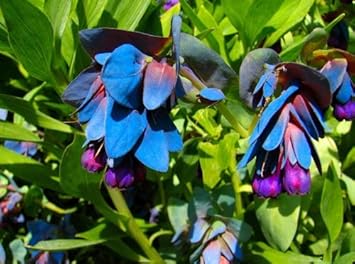Blue Honeywort Plant Seeds for Planting - 100 pcs
