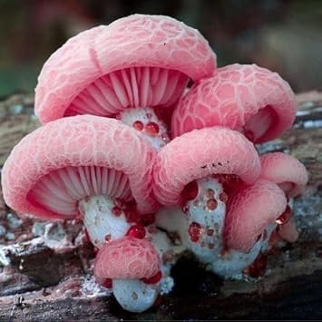 Clear Mushroom Seeds for Planting - 100 Pcs pcs