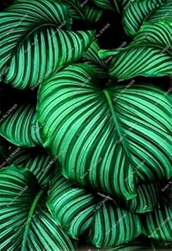 Green Calathea Seeds for Planting,Heirloom & Non-GMO Seeds