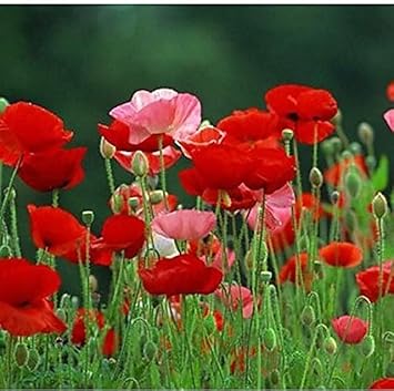 Organic Mixed Somniferum Flower Seeds for Planting – Heirloom, Non-GMO