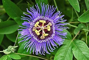 Purple Passiflora Incarnata Flower Seeds for Planting - Heirloom & Non-GMO Garden Seeds for planting in home garden