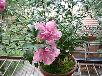 Heirloom Non-GMO Pink Hibiscus Syriacus Flower Seeds ƒ?? Stunning Blooms for Garden Planting for planting in your garden.