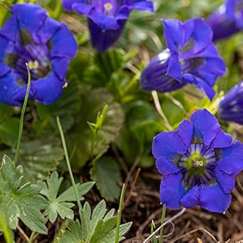 Blue Gentiana Acaulis Flower Seeds for Planting – Organic Heirloom Non-GMO Seeds