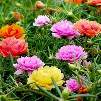 Moss Rose Mixed Color Heirloom Seeds for Planting Non-GMO Garden Seeds for Beautiful Blooms