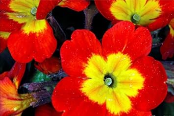 Yellow Red Danova Copper Flower Seeds for Planting - 100 pcs