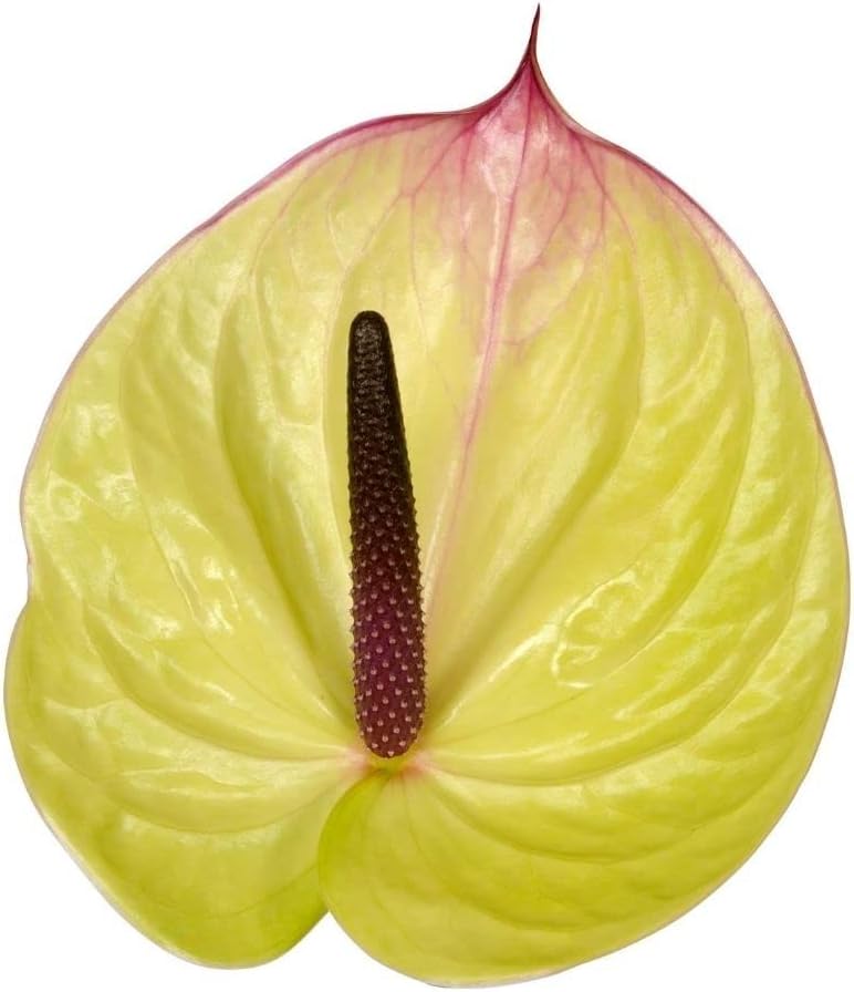 Heirloom Non-GMO Anthurium Flower Seeds for Planting – Tropical Houseplant Seeds - Non-GMO for planting in home garden