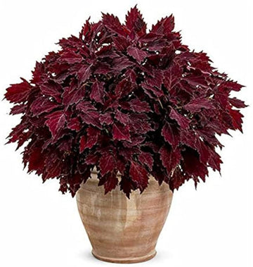 Heirloom Non-GMO Maroon Coleus Plant Seeds for Planting – Colorful Foliage Garden Seeds