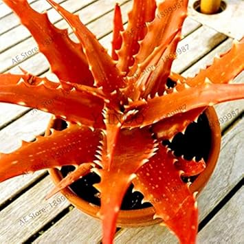 Edible Aloe Vera Plant Seeds - Orange Variety for Healthy Gardening, Heirloom Seeds