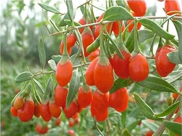Goji Wolfberry Fruit Seeds - Grow Nutritious Superfoods in Your Garden 100 Pcs pcs
