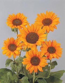 Orange Helianthus Flower Seeds for Planting - 100 pcs