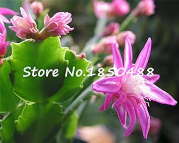 Orange Schlumbergera Flower Seeds for Planting, 100 pcs