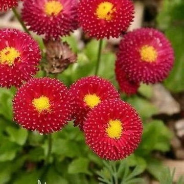 English Daisy Red Flowers (Bellis perennis), + Seeds