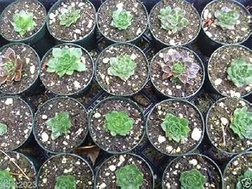 Maroon Jovibarba Planting Seeds for Garden NON GMO Seeds