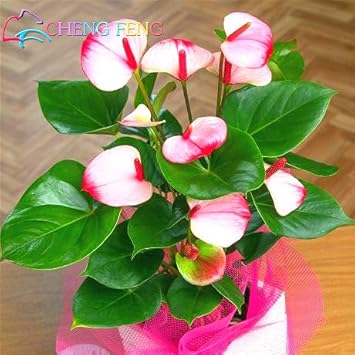 Heirloom Non-GMO Anthurium Flower Seeds for Planting – Cream Pink Tropical Blooms