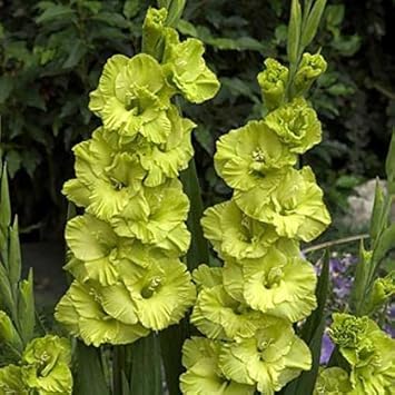 Non-GMO Gladiolus Light Green Flower Seeds for Garden Planting – Unique Floral