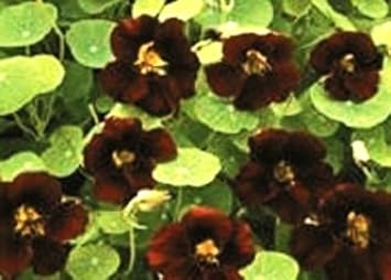 Black Velvet Flower Seeds for Planting, Fresh, 100 pcs