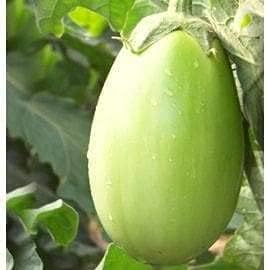 Eggplant Vegetable Seeds for Planting – Green Fruit Variety 100 Pcs pcs