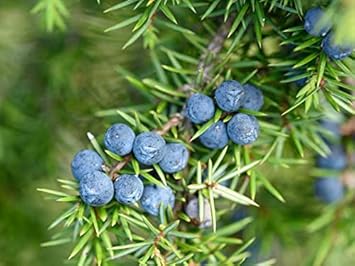 Blue Juniper Berry Seeds – Heirloom, Non-GMO Fruit Seeds for Planting Unique Garden Berries