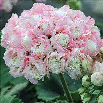 Light Pink Geranium Pelargonium Heirloom Non-GMO Seeds for Planting