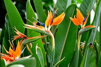 Orange Violet Strelitzia Flower Seeds for Planting - NON GMO Seeds