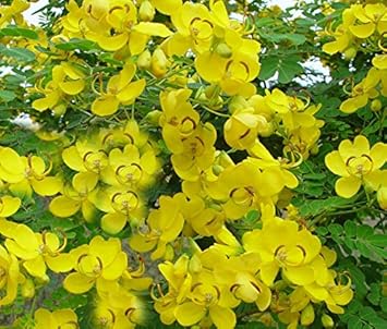 Yellow Cassia Flower Seeds for Planting, 100 pcs