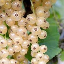 Currant Seeds for Planting, 100 Pcs pcs