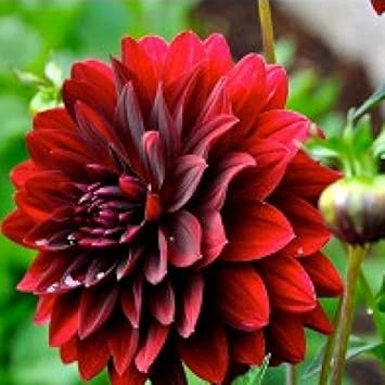 Dark Maroon Dahlia Flower Seeds for Planting â€“ Heirloom and Non-GMO garden seeds for planting in home garden