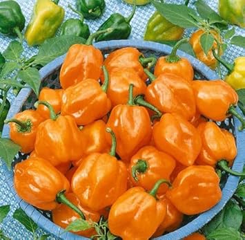 Orange Pepper Seeds for Planting heirloom & Non-GMO Seeds
