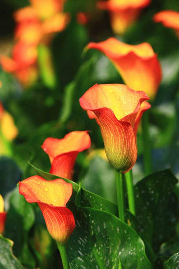 Calla Flower Seeds Red Yellow for Planting, NON GMO Seeds
