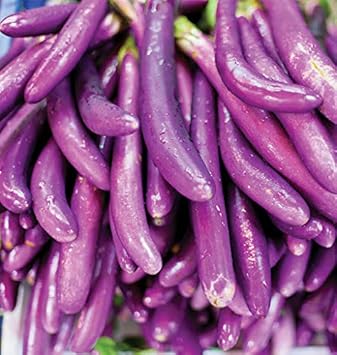 Violet Eggplant Solanum melongena seeds for planting in home garden