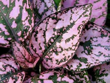 Pink Hypoestes Plant Seeds for Planting - 100 pcs