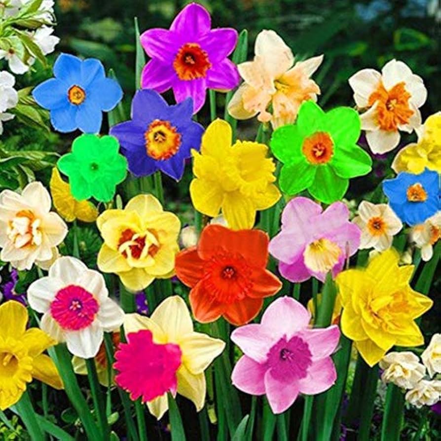 Rainbow Daffodils Flower Seeds for Planting for planting in home garden