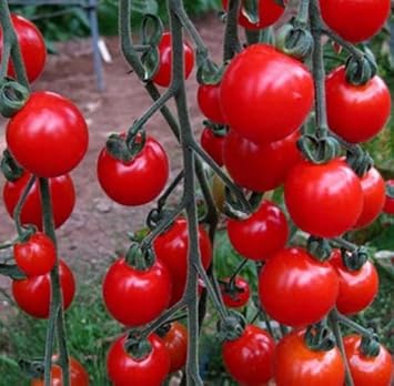 Deep Red Tomato Seeds for Planting, heirloom & Non-GMO Seeds