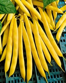 Yellow Bush Bean Vegetable Seeds for Planting, heirloom & Non-GMO Seeds