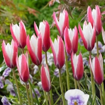 Peppermint Stick Tulip Flower Seeds for Planting – Vibrant, Non-GMO, Heirloom Tulips