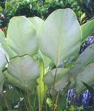 Calathea Lutea Mexican Cigar Plant Seeds for Planting for planting in home garden
