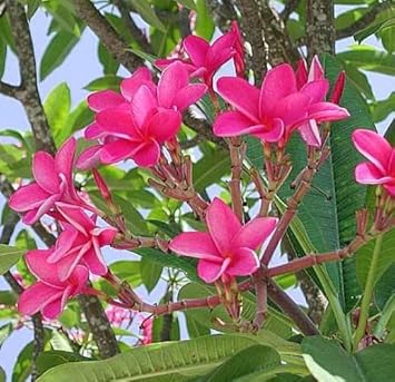 Organic Dark Pink Frangipani Flower Seeds for Planting – Heirloom, Non-GMO