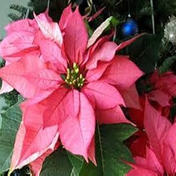 Heirloom Non-GMO Pink Poinsettia Flower Seeds for Planting – Elegant Festive Blooming Seeds