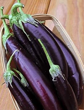 Eggplant Seeds for Planting Violet - 100 Pcs pcs