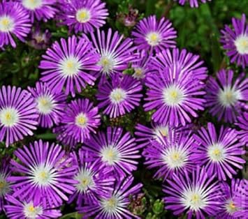 Purple Delosperma Stardust Flower Seeds ƒ?? Heirloom Non-GMO Succulent Blooms for Rock Gardens