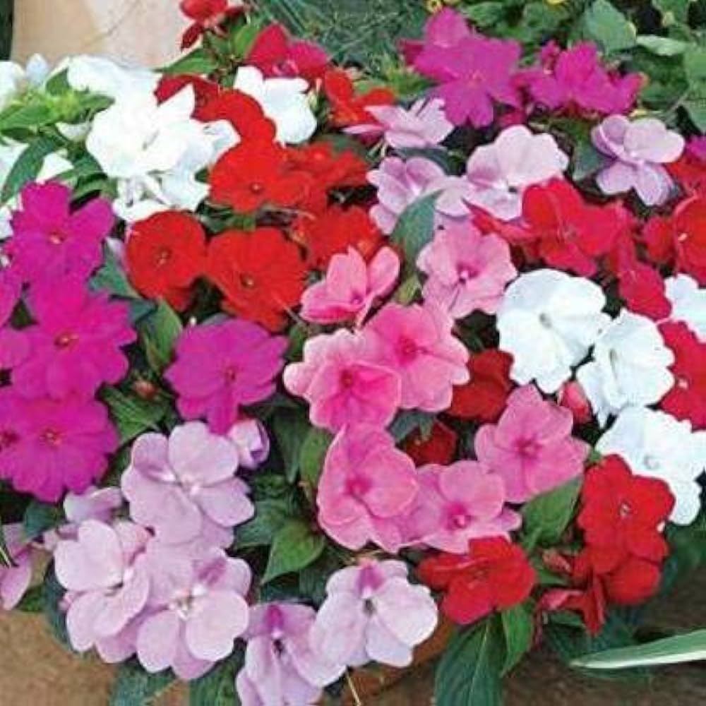 Pink Lizzie Flower Seeds for Planting, 100 pcs seeds for planting in home garden