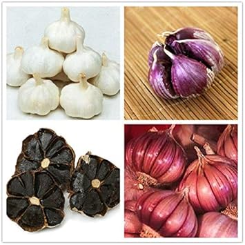 Black Garlic Seeds for Planting Multi-Colour - 100 Pcs pcs
