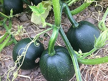 Gem Squash Vegetable Seeds for Planting - Heirloom and Non-GMO Garden Seeds