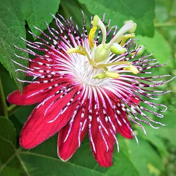 Organic Heirloom Red Passion Flower Seeds – Non-GMO Exotic Climbing Seeds for Planting