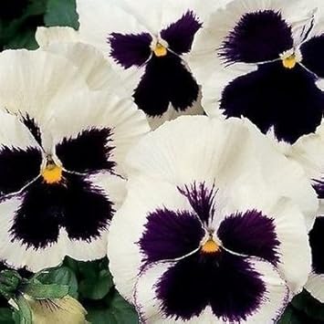 Pansy Flower Seeds in White Black for Garden - 100 pcs