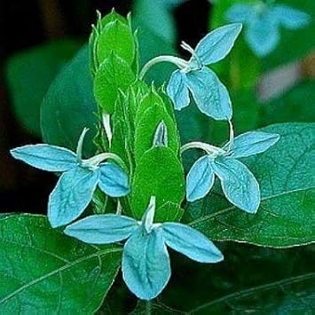Heirloom Non-GMO Blue Ecbolium Viride Flower Seeds for Garden Landscaping and Home Gardening for planting in home garden