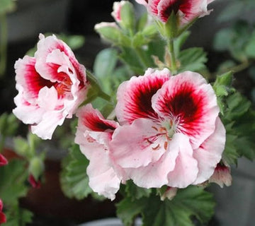 Univalve Geranium Flower Seeds for Planting - Heirloom & Non-GMO Seeds for Home Garden