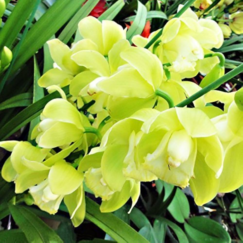 Light Green Cymbidium Orchid Seeds - Heirloom Non-GMO Planting Flower Seeds for planting in your garden.